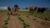 Una finca tabacalera en La Coloma, Pinar del Río, el 28 de febrero de 2023. AP Photo/Ismael Francisco