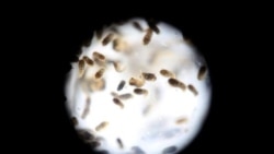 Avanza la epidemia de dengue en Cuba Avanza la epidemia de dengue en Cuba