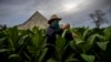 Un agricultor en Pinar del Río revisa las hojas de tabaco. (Foto AP/ Ramón Espinosa)