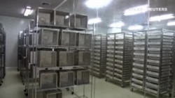 China libera a millones de mosquitos para luchar contra el Zika China libera a millones de mosquitos para luchar contra el Zika