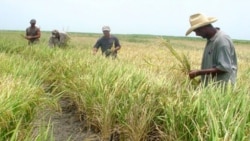 Caída en producción afecta suministro y precio del arroz en Cuba Caída en producción afecta suministro y precio del arroz en Cuba