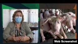 La Dra. Elizabeth Peña, en el programa de la televisión estatal cubana "Agrocuba".