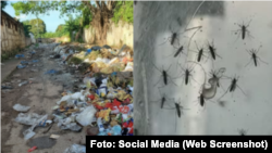Collage basurero en Cárdenas, Matanzas, y mosquito Aedes Aegypti.