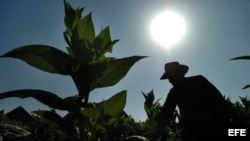 Un campesino cubano cosecha hojas de tabaco en la occidental provincia de Pinar del Río, cuna del mejor tabaco del mundo.